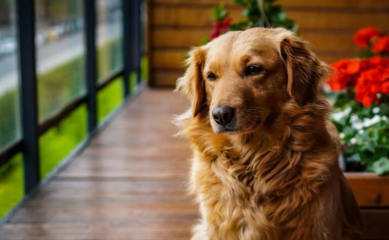 Dog Friendly Camping in Margaret River: The Complete Guide for Pet-Loving Travellers