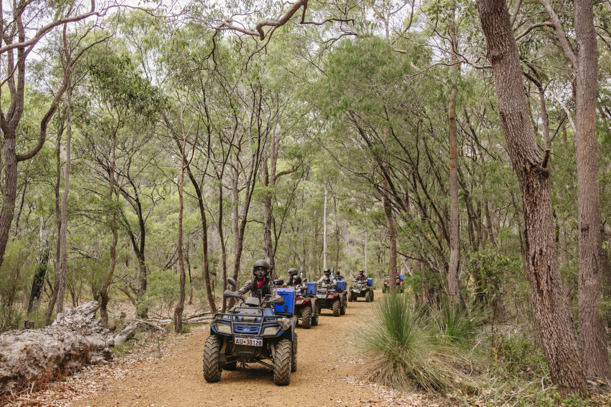 A guided tour of EcoAdventures Margaret River featuring electric quad bikes driving through the towering Karri trees of the Boranup Forest. The image shows adventurers on virtually silent, eco-friendly 4WD bikes on a scenic forest trail