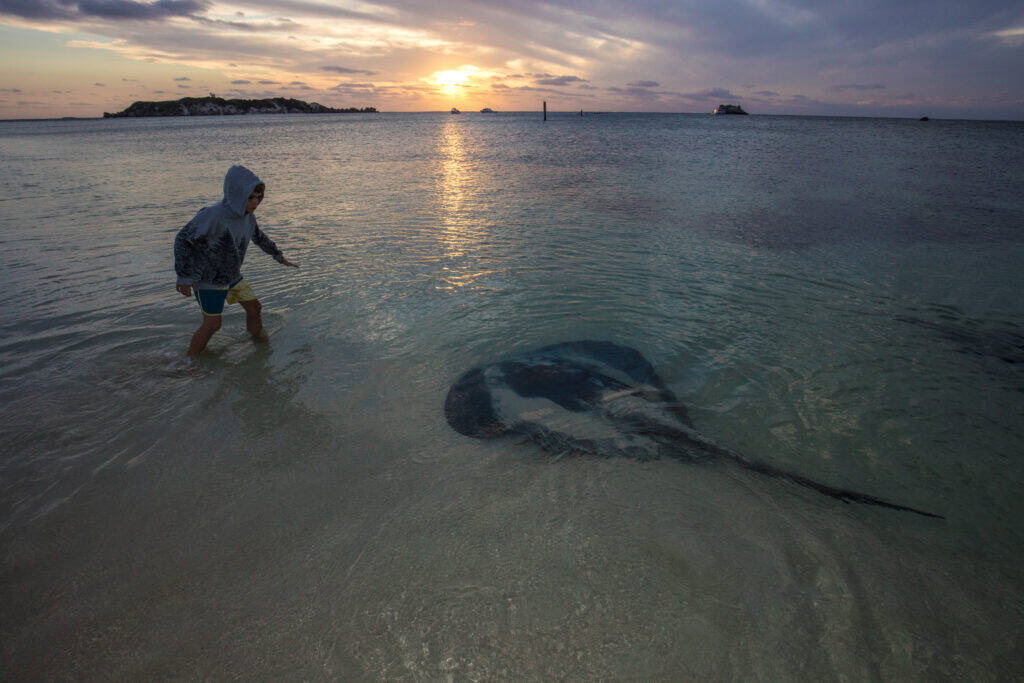 Encountering wild stingrays at Hamelin Bay during a Margaret River EV road trip